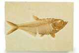 Detailed Fossil Fish (Diplomystus) - Wyoming #355675-1